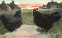 Cheviot chickens-3.jpg (250390 bytes)
