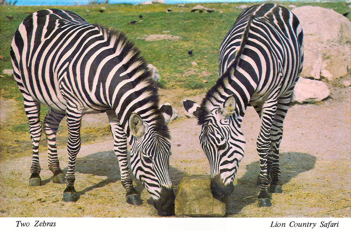 Where Does Zebra Live - Zebras Live On The African Continent Stock Photo - Image of mountain, herd: 151353910 : And plains zebras live in small groups consisting of one stallion (male) and a handful of mares (females).