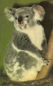 Koala visiter.jpg (691560 bytes)