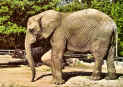 Zoo-Gretchen the elephant.jpg (359858 bytes)