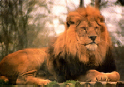 Zoo-Lion-lg.jpg (299108 bytes)
