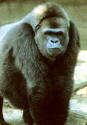 Zoo-Lowland Gorilla-V.jpg (247589 bytes)