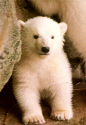 Zoo-Polar Bear Cub.jpg (255313 bytes)