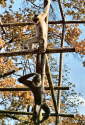 Zoo-White-Cheeked gibbons.jpg (344569 bytes)