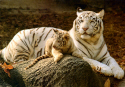 Zoo-White Tiger & Cub.jpg (318995 bytes)