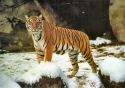 Bengal Tiger.jpg (407896 bytes)