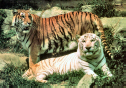 Bengal Tigers, Orange & White.jpg (579497 bytes)