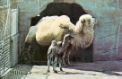 Zoo Bactrian Camels.jpg (340915 bytes)