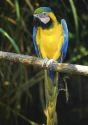 Blue & Gold Macaw.jpg (84011 bytes)