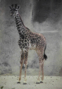 Giraffe.jpg (112472 bytes)