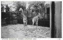 Giraffes-1.jpg (114555 bytes)