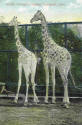 Giraffes-3.jpg (111854 bytes)