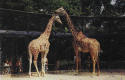 Giraffes-4.jpg (89449 bytes)