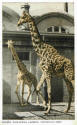 Giraffes-5.jpg (131276 bytes)