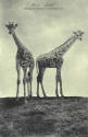 Giraffes-6.jpg (78939 bytes)