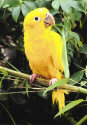 Golden Conure-Parrot.jpg (99701 bytes)