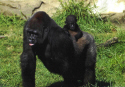 Gorilla & baby.jpg (122781 bytes)