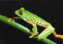 Red-Eyed Tree Frog.jpg (67793 bytes)