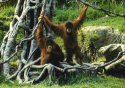 Sumatran Orangutan.jpg (160721 bytes)