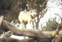 Timber Wolf.jpg (120841 bytes)
