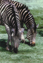 Zebra.jpg (132128 bytes)