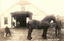 Camp Washington-horse 2.jpg (224456 bytes)