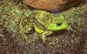 Natural History-Bullfrog.jpg (851609 bytes)