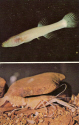 Natural History Museum-Fish.jpg (586210 bytes)