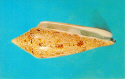 Natural History Museum-Sea Shell.jpg (597187 bytes)