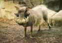 Warthog.jpg (880779 bytes)