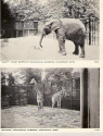 Zoo Folder-1b.jpg (505600 bytes)