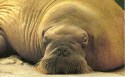 Buster the Walrus.jpg (646978 bytes)