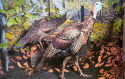 Natural History-Wild Turkeys.jpg (346113 bytes)