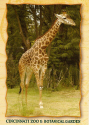 Zoo (3).jpg (403703 bytes)