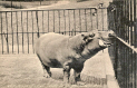 Zoo Hippo ver2.jpg (286315 bytes)