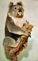 Koala-Natural History Museum.jpg (309757 bytes)