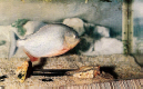 Zoo-Piranha.jpg (344603 bytes)