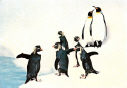 Zoo Penquins.jpg (137875 bytes)