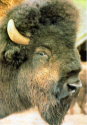 Bison.jpg (403450 bytes)