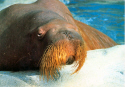 Walrus.jpg (380629 bytes)