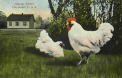 Cheviot Farms-2.jpg (104186 bytes)