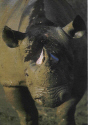 Rhinocoeros.jpg (83668 bytes)