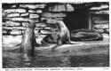 Sea Lion-2.jpg (101723 bytes)