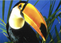 Toco Toucan.jpg (91044 bytes)